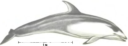 Тихоокеанский короткоголовый дельфин