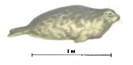 Каспийский тюлень
